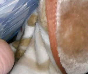 Une fille potelée se fait baiser dans porno mom et fils une scène de pov